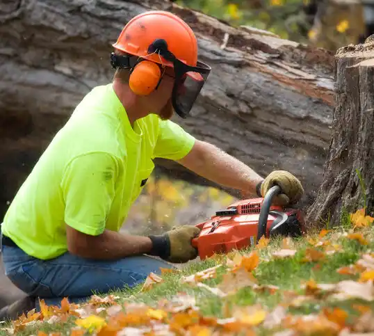 tree services North Zanesville